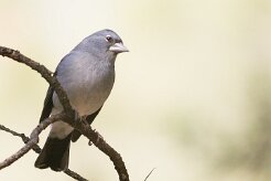 pinson_bleu_09-2 null