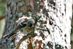 Pinson des arbres _248422 null