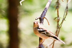 pinson_des_arbres_15-2 null