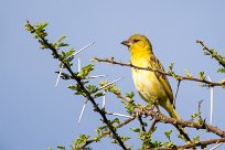 Yellow canary (Serin de Sainte-Hélène) Yellow canary (Serin de Sainte-Hélène)