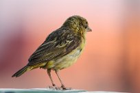 Yellow canary (Serin de Sainte-Hélène) To/vers Homeb