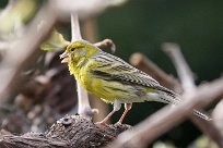 serin_des_canaries_05