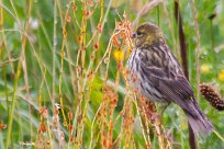 Serin cini Serin cini