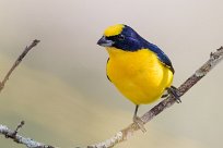 Eufonia piquigruesa (Organiste à bec épais) Chirripo - Costa Rica