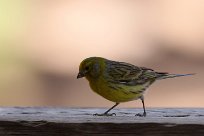 serin_des_canaries_04