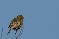 serin_des_canaries_06