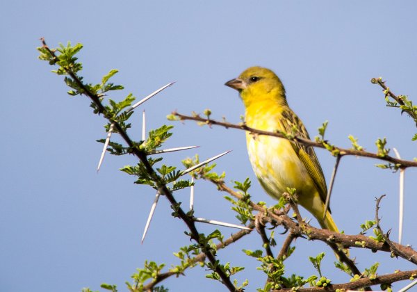 Serin de Sainte Héléne