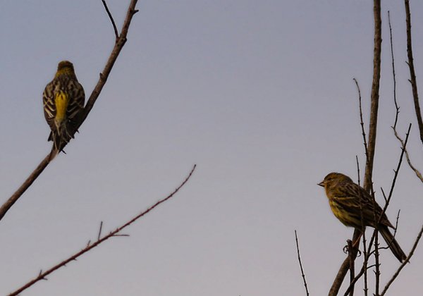 Serin des Canaries