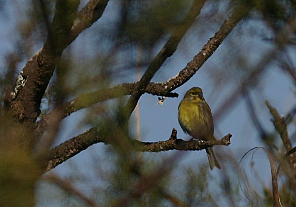 Serins cinis