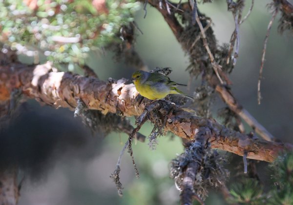 Venturon montagnard