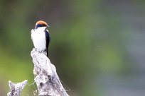 Wire-tailed Swallow (Hirondelle à longs brins) Chobe River