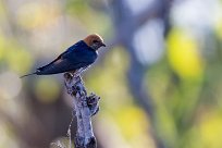 Lesser Striped Swallow (Hirondelle striée) Chief Island