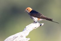 Lesser Striped Swallow (Hirondelle striée) Chief Island