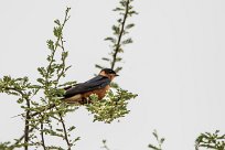 Red breasted swallow (Hirondelle à ventre roux) Red breasted swallow (Hirondelle à ventre roux)