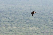 South african cliff swallow (Hirondelle sud-africaine) Waterberg