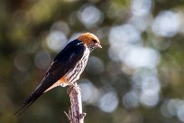 Lesser Striped Swallow (Hirondelle striée) Lesser Striped Swallow (Hirondelle striée)