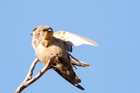 Rock Martin (Hirondelle isabelline) Namibie - Waterberg