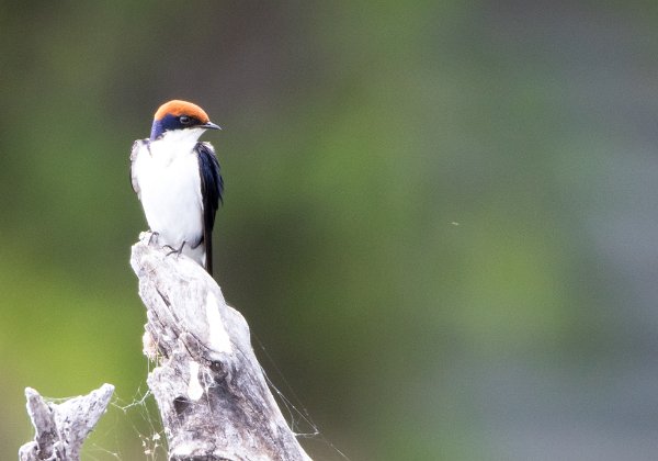 Hirondelle à longs brins