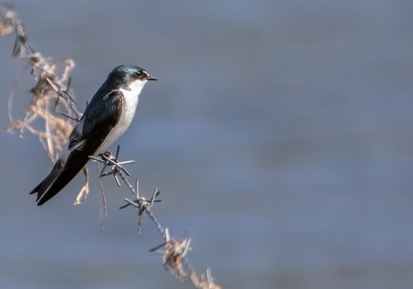 Hirondelle des mangroves