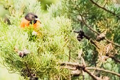 Turpial de Baltimore (Oriole de Baltimore)_231124_4450-2 null