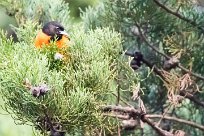 Turpial de Baltimore (Oriole de Baltimore) Selva Negra - Nicaragua