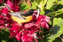 Turpial de Baltimore (Oriole de Baltimore) Turrialba - Costa Rica