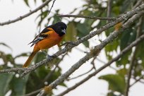 Turpial de Baltimore (Oriole de Baltimore) Turrialba - Costa Rica