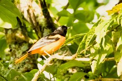 Turpial de Baltimore (Oriole de Baltimore)_231206_5951-2 null