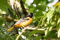 Turpial de Baltimore (Oriole de Baltimore) Turrialba - Costa Rica