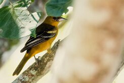 Turpial de Baltimore (Oriole de Baltimore)_231207_6176-2 null