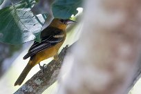 Turpial de Baltimore (Oriole de Baltimore) Chirripo - Costa Rica