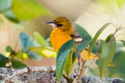 Turpial de Baltimore (Oriole de Baltimore)_231207_6181-2 null