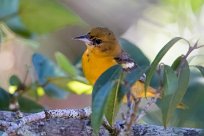 Turpial de Baltimore (Oriole de Baltimore) Chirripo - Costa Rica