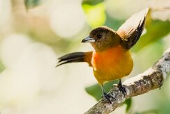 Turpial de Baltimore (Oriole de Baltimore)_231207_6182-2 null
