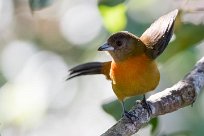 Turpial de Baltimore (Oriole de Baltimore) Chirripo - Costa Rica