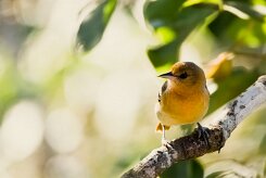 Turpial de Baltimore (Oriole de Baltimore)_231207_6187-2 null