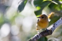 Turpial de Baltimore (Oriole de Baltimore) Chirripo - Costa Rica