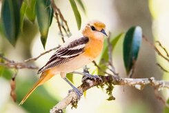 Turpial de Baltimore (Oriole de Baltimore)_231207_6204-2 null