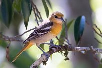 Turpial de Baltimore (Oriole de Baltimore) Chirripo - Costa Rica