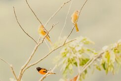 Turpial de Baltimore (Oriole de Baltimore)_231214_5856-2 null