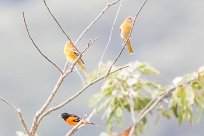 Turpial de Baltimore (Oriole de Baltimore) Tarcoles - Costa Rica