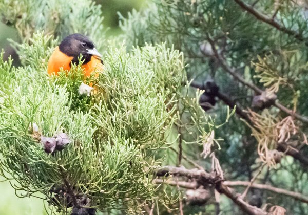 Oriole de Baltimore