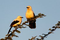 Southern Pied Babbler ( Cratérope bicolore) Savuti_Marsh