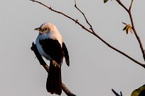 Southern Pied Babbler (Cratérope bicolore) Southern Pied Babbler (Cratérope bicolore)