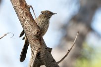 Hartlaub's Babbler (Cratétope de Hartlaub Chief Island