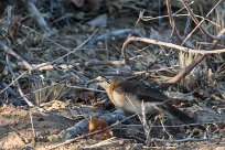 Bare-cheeked babbler (Cratérope à joues nues) Twyfelfontein