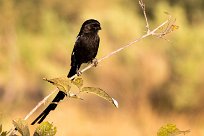 Magpie shrike (Corvinelle noir et blanc) Savuti_Marsh