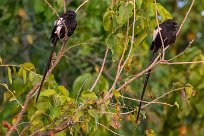 Magpie shrike (Corvinelle noir et blanc) Chobe River