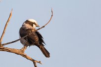 Southern White-crowned Shrike (Eurocéphale à couronne blanche) Savuti_Marsh