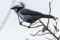 Southern White-crowned Shrike (Eurocéphale à couronne blanche) Savuti_Marsh